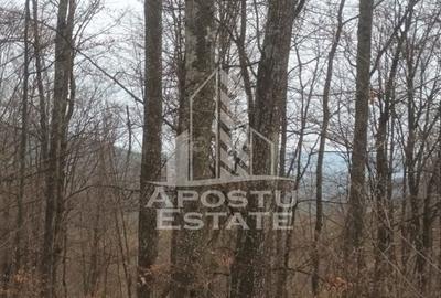 INVESTITIE CU PROFIT RAPID Padure 120+ Ani Fag & Gorun - 4