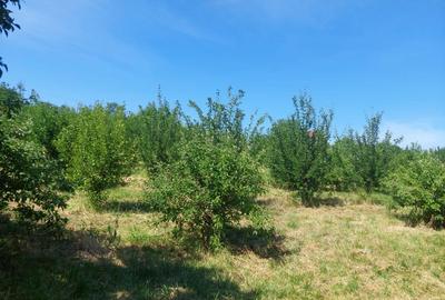 Casă cu 3 camere în Frata - 7