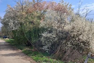 Teren în Santăul Mare - 1