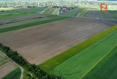 Teren Construcții intravilan de 40600 mp, în Bucovăț (Remetea Mare) - 6