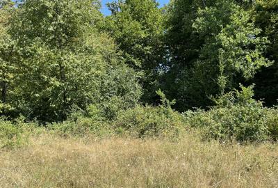 Teren extravilan de 45809 mp, în Mădrigești - 23