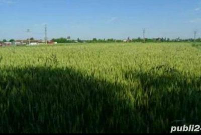 Teren de 300 mp, în Dârza - 4