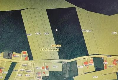 Vand 3600 mp padure, in Bascov, zona Uiasca - 5