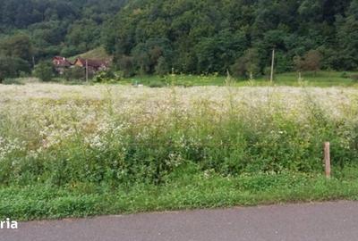 Teren de 5735 mp, în Ribița - 7