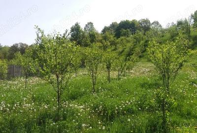 Casă în Moșteni-Greci - 2