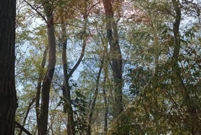 Teren în Sântimreu - 2