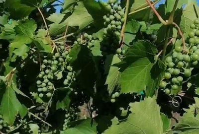 Teren de 3600 mp, în Sasca Mică - 5