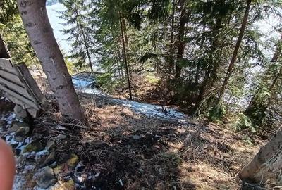 Teren de 1000 mp, în Colibița - 3