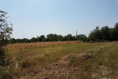 Teren de 1800 mp, în Letca Nouă - 3