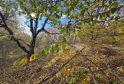 Teren intravilan - Str. Ciresilor, Cisnadioara - 4