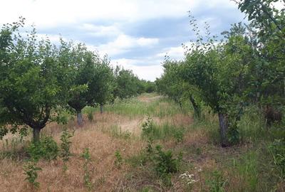 Teren de vânzare în zona Merei/Buzau