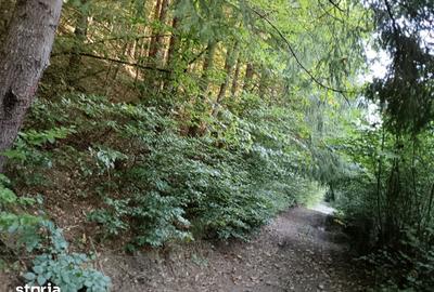 Teren de 20000 mp, în Ciuruleasa - 5