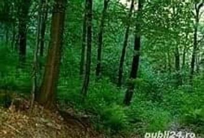 Teren de 15000 mp, în Dănești