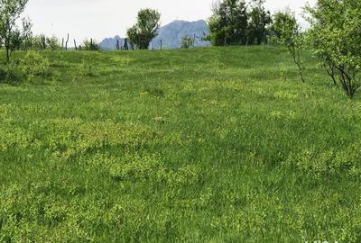 Teren în Stoenești - 4