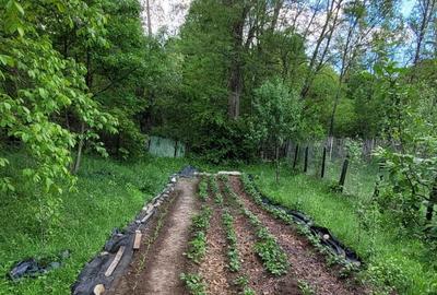 Casă cu 3 camere în Cosminele - 1