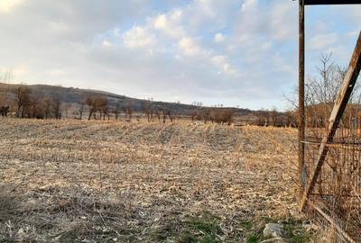 Casă cu 5 camere cu Teren 46000 Mp în Coroi - 13