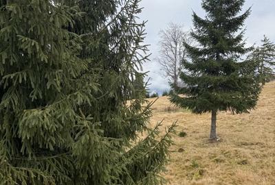 Casă cu Teren 1100 Mp în Central