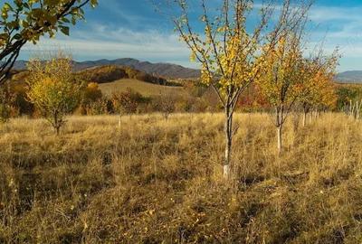 Teren în Teișani - 4