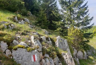 Teren de 1000 mp, în Dâmbovicioara - 9