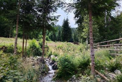 Teren de 17000 mp, în Panaci