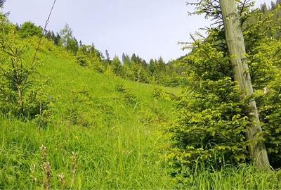 Teren de 3000 mp, în Bicazu Ardelean - 7