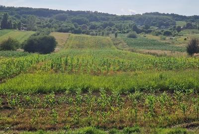 Teren de 9570 mp, în Ionești - 3