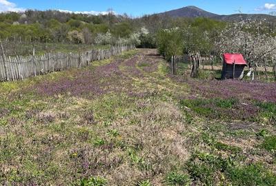 Casă cu Teren 2000 Mp în Valea