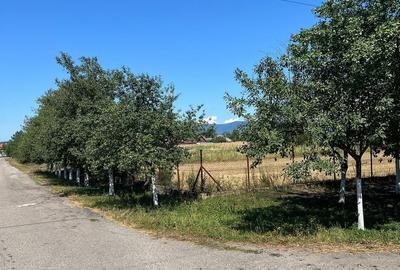 Teren de 1500 mp, în Bocsig
