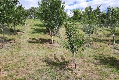 Casă individuală cu 3 camere cu Garaj în Dâmbul Rotund - 7