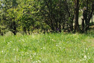Teren agricol extravilan de 7300 mp, în Baciu