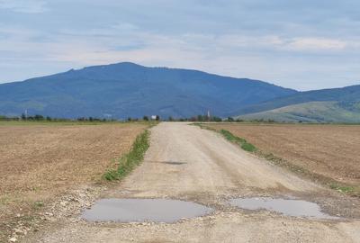 Teren agricol extravilan de 10000 mp, în Cărpiniș - 4