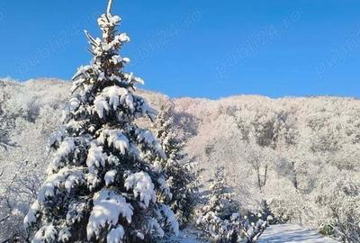 Casă cu 6 camere cu Teren 2000 Mp în Brănești - 14