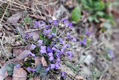 Casă cu 2 camere în Mânzălești - 3