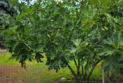 Casă deosebită de vânzare în Timișoara – Zona Pomiculturii, 750 / 225 mp utili - 14