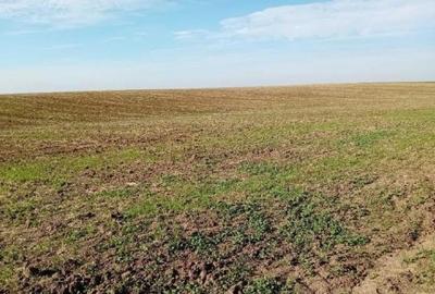 Teren extravilan Barlogu; ID: R2825534 - 1