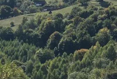 Teren de 4300 mp, în Poiana Mărului