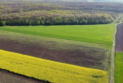 Teren Construcții intravilan de 5000 mp, în Moara Vlăsiei - 5