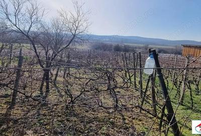 Teren de 1996 mp, în Viile Satu Mare - 7