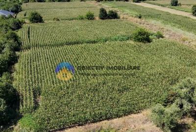 Teren intravilan 3866 mp Dumbrava Rosie - 25