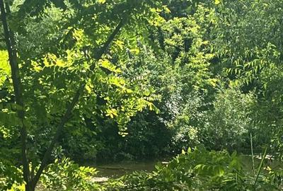 Teren de 10000 mp, în Vicovu de Sus - 2