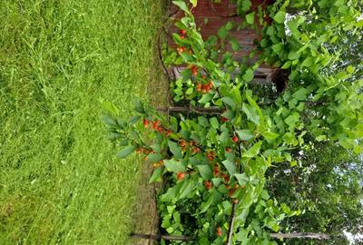 Casă cu 2 camere cu Teren 2200 Mp în Urviș de Beiuș - 1