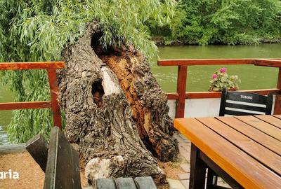 Casă cu Teren 1500 Mp în Murighiol - 10