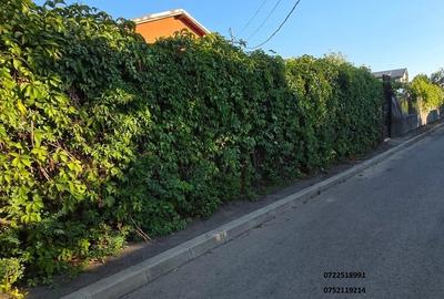 Dr. Taberei, Ghencea teren intravilan, 600 mp - 3