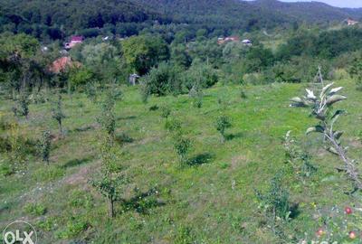 Teren de 4000 mp, în Tutana - 3