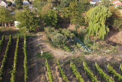 Teren intravilan Tecuci/Podgorie si Pomi Fructiferi/5000 mp - 5