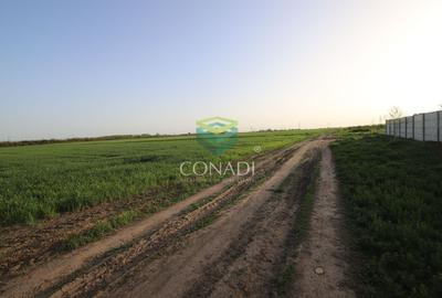 Teren agricol intravilan de 5792 mp, în Clinceni - 2