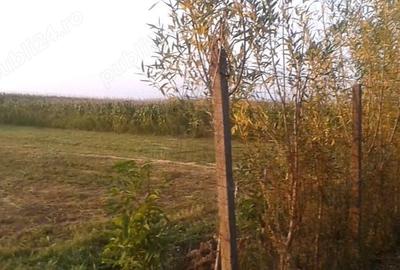 Casă cu 2 camere în Cătunu - 6