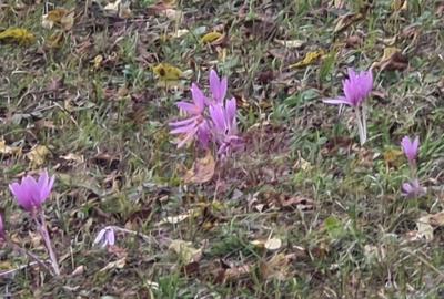 Casa batraneasca cu teren (4.910 mp) la Alunis - 22