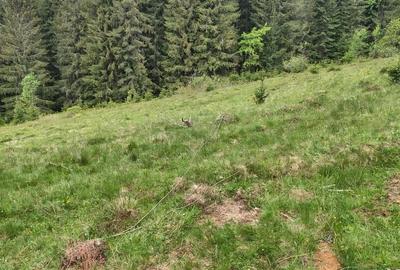 Teren de 3040 mp, în Dealu Botii - 1