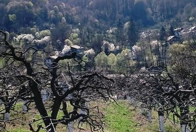 Casă cu 3 camere cu Teren 2800 Mp în Central - 3